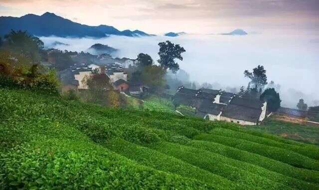绿茶 | 生长在天下第一奇山里的茶——黄山毛峰