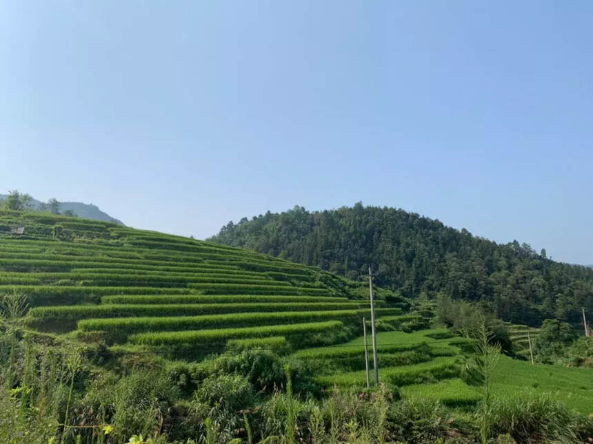 寻茶之旅 | 赣州·美丽精致的绿色王国