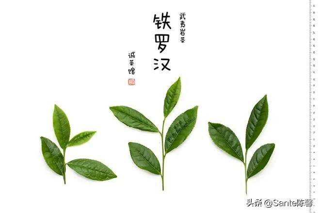 评茶篇——10，武夷岩茶名丛之铁罗汉篇
