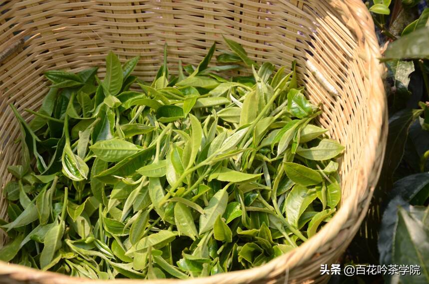 茶知识丨普洱茶界的纯料、单株、混采、拼配，你真的了解吗？