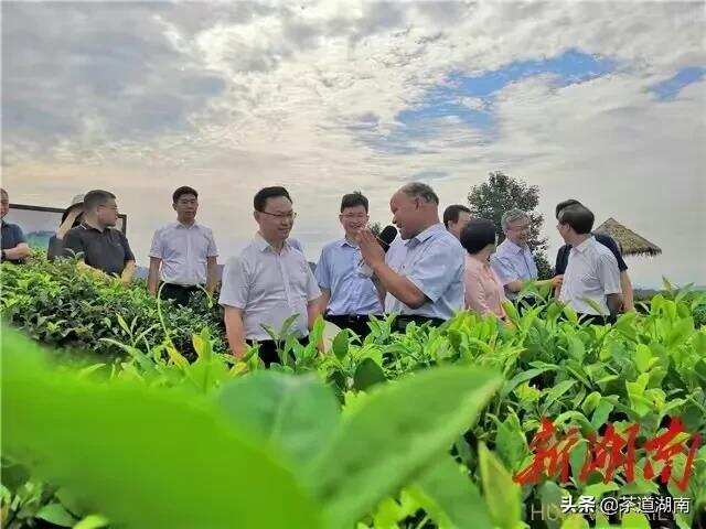 推进中国茶复兴——访中国工程院院士刘仲华