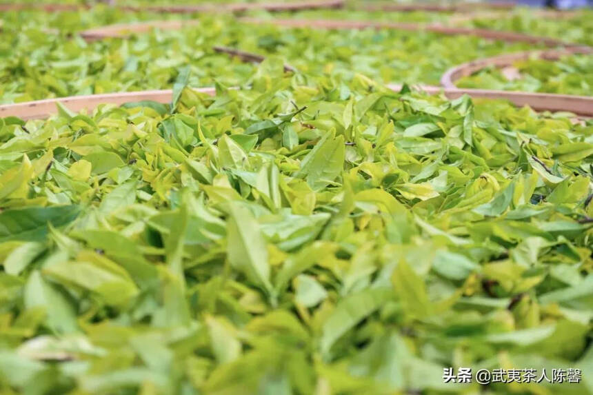 武夷岩茶的茶树品种如何分类？