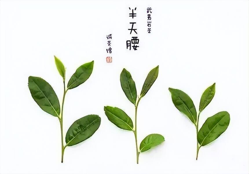 青茶 | 闽北乌龙 --- 武夷岩茶之四大名枞--半天妖的空谷幽兰香