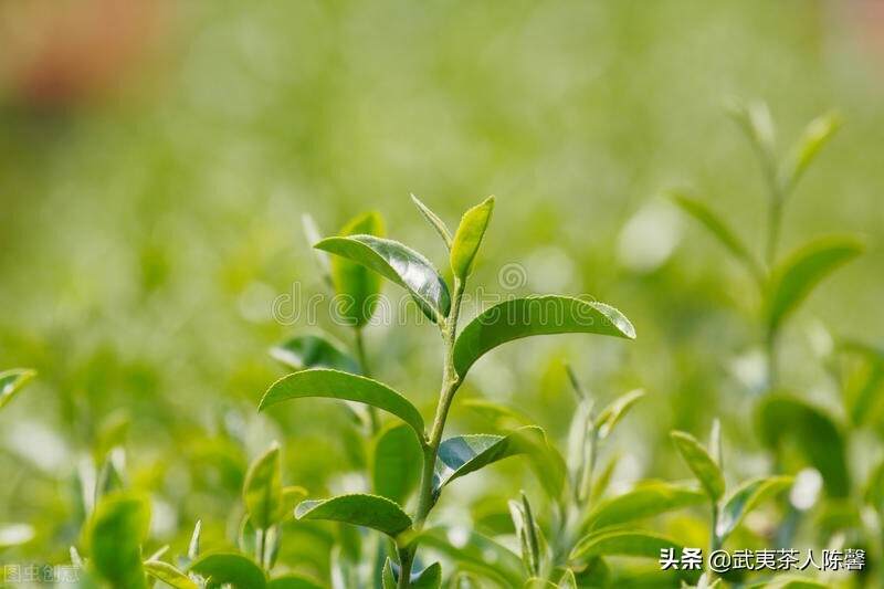 四季发芽的茶树，每一季都有什么区别？为什么春茶特别好？