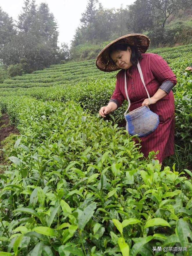 湖南省古丈县三道和茶厂彭小燕——三十年只为一杯茶