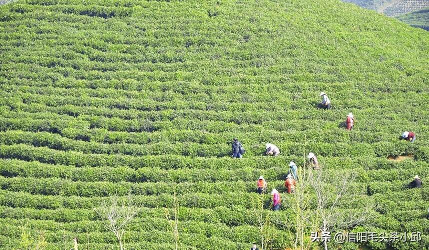 信阳毛尖即将开采信阳市召开2020年春茶生产工作座谈会