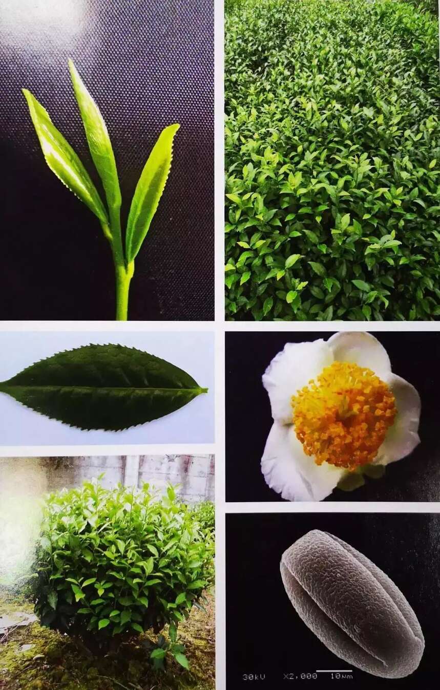 万万没想到，福建的国家级茶树品种原来是这些……