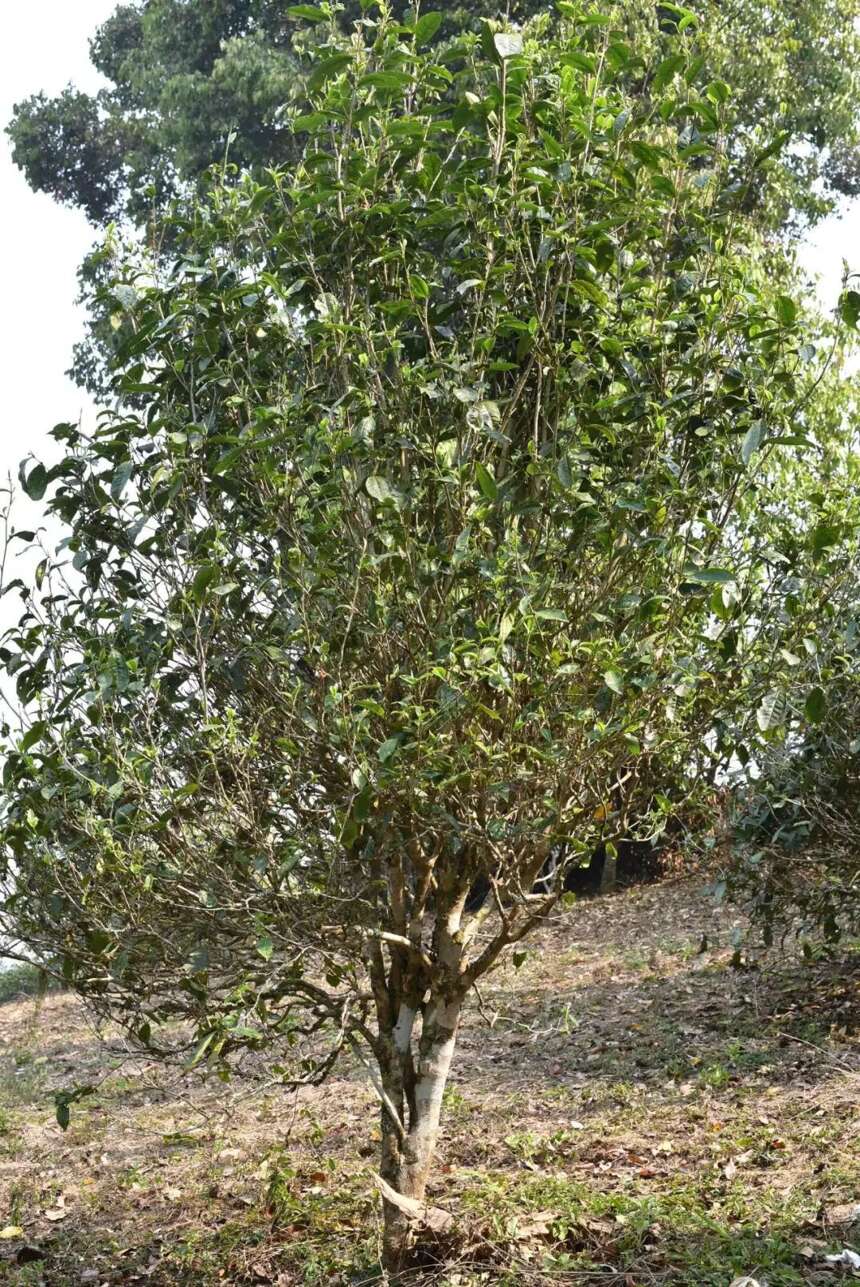 都说是几百年的古茶树，你知道古树普洱茶树龄是如何测量的吗？