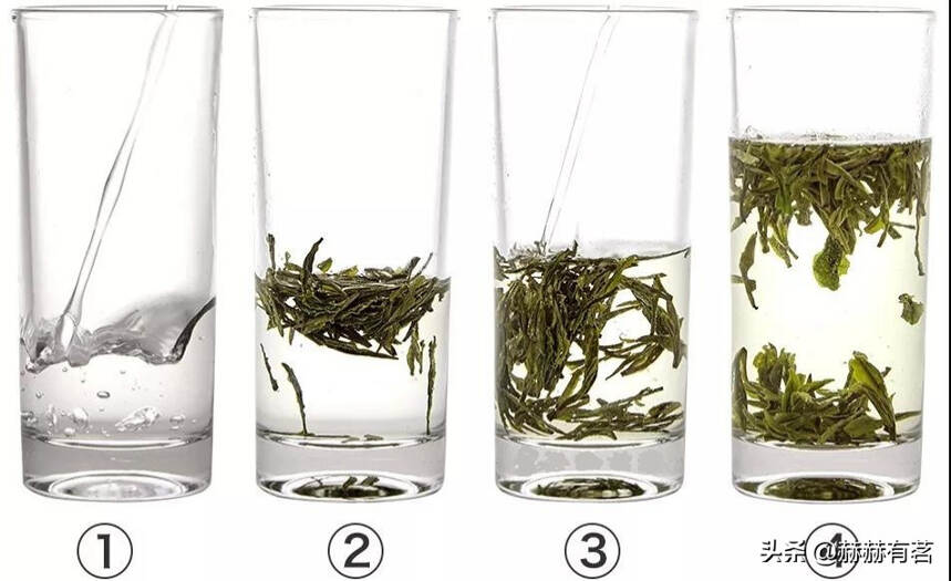 绿茶喝不惯，黄茶别提有多“香”！“仙芽”霍山黄芽告诉你