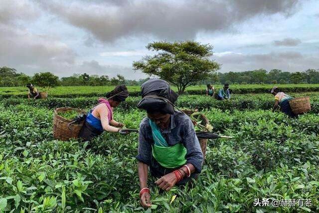 从斯里兰卡分期付茶“还债”，看中国茶种在世界的传播