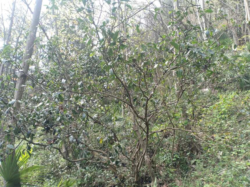 大熊山太湾里，发现100年人工栽培的乔木古茶树