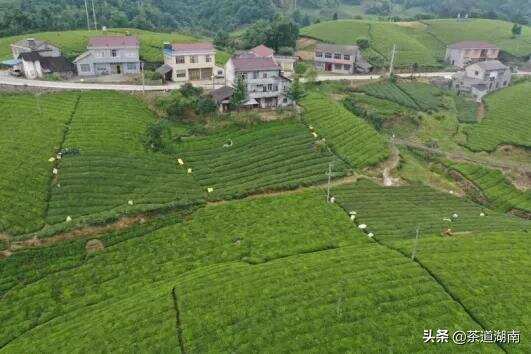 茶学专家在“中国名茶之乡”再传茶经