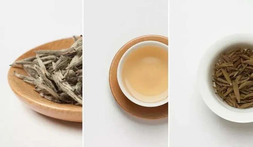 以润茶识 | 鲜纯、毫香、青气，关于白茶的专业术语，你知道几个？