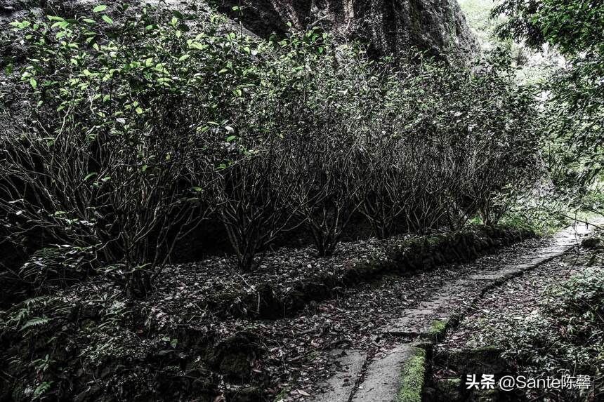 武夷山到底有多少茶树品种，茶人口中的奇种你知道是什么吗？