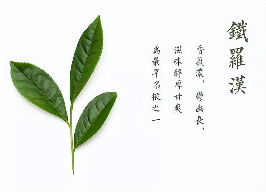 青茶 | 闽北乌龙 --- 武夷岩茶之四大名枞--铁罗汉的铁骨柔情