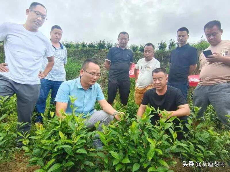 泸溪：开展灾后茶叶恢复生产暨夏季培管技术培训