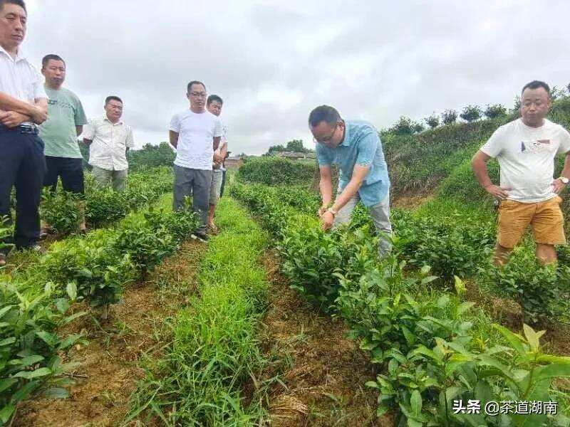 泸溪：开展灾后茶叶恢复生产暨夏季培管技术培训