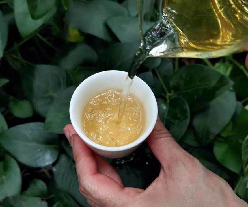 以润茶识 | 如何理解普洱茶汤的“活度”？