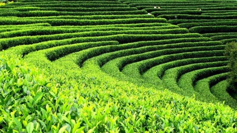 以润茶识 | 普洱古树茶与台地茶有何区别？
