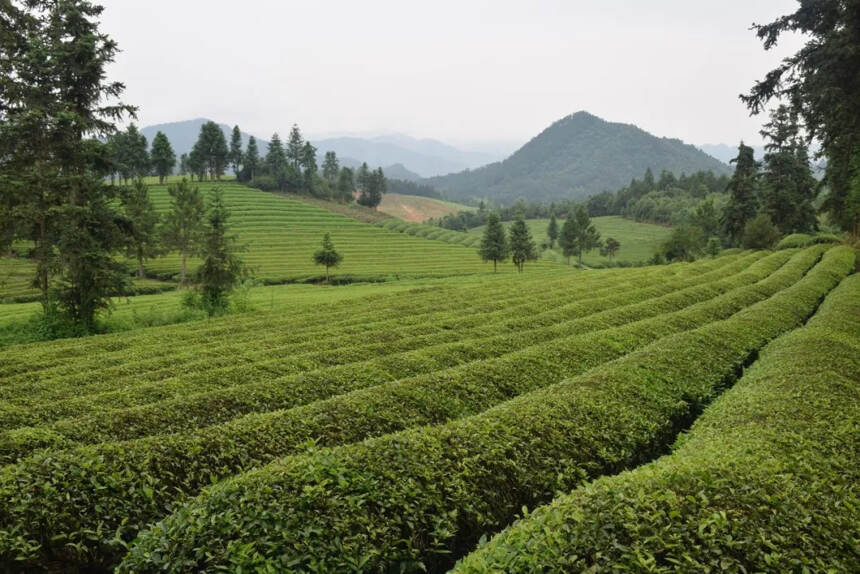 从“庐山云雾茶”到“四绿一红”的上榜，江西茶正经历着什么？