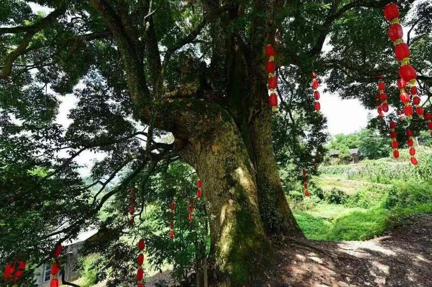 中国最贵的三棵树，一棵配有警卫，一棵投保1个亿，还有一棵…