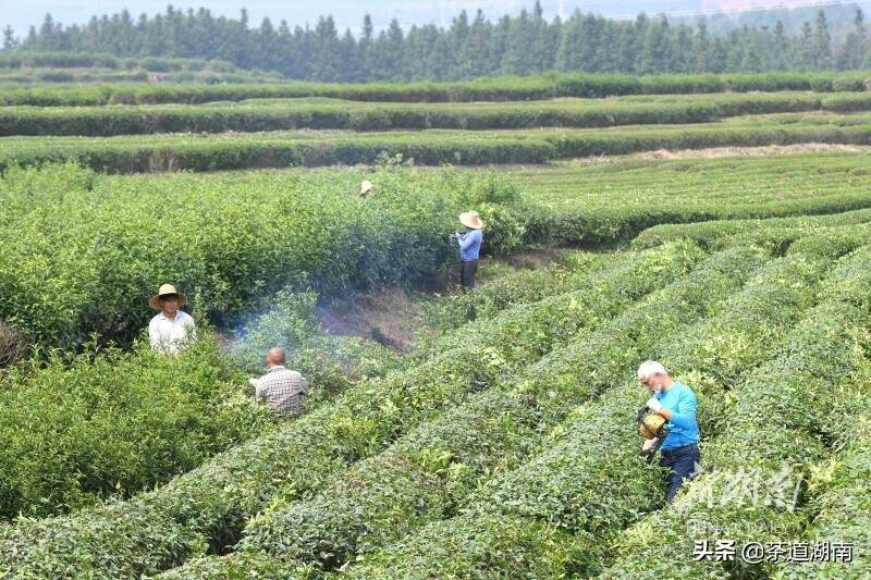 发展茶叶种植助力乡村振兴