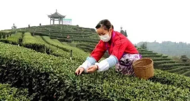 春茶吐绿 茶香四溢 全国春茶防疫生产两不误