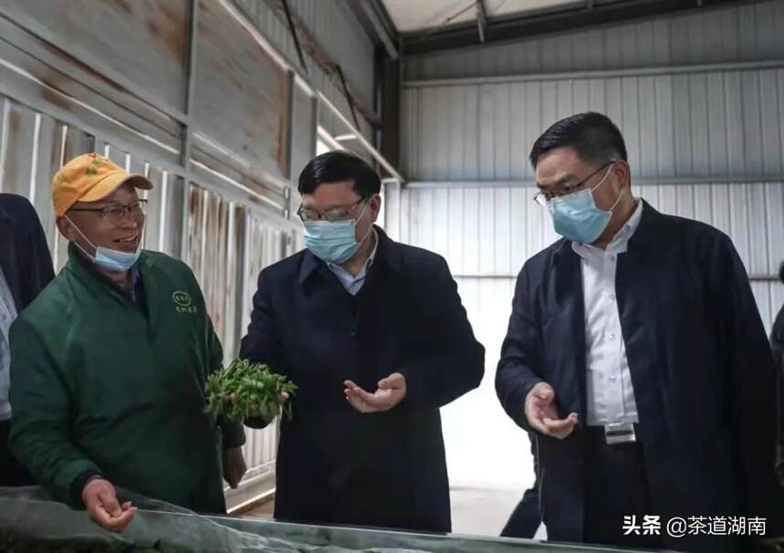 湖南茶业集团董事长周重旺一行到会同县考察调研“茶旅融合”项目