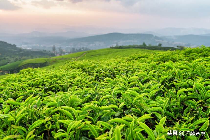 纳米茶粉？超临界萃取？这些国家倡导的技术对普洱茶影响有多大？