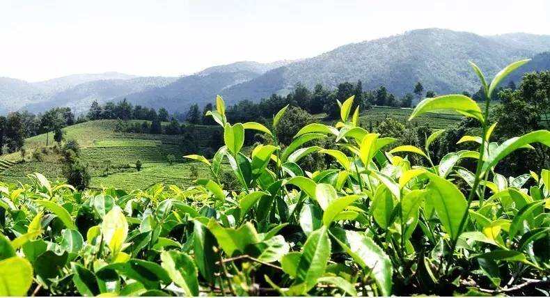 勐海观察：普洱茶的庄园化