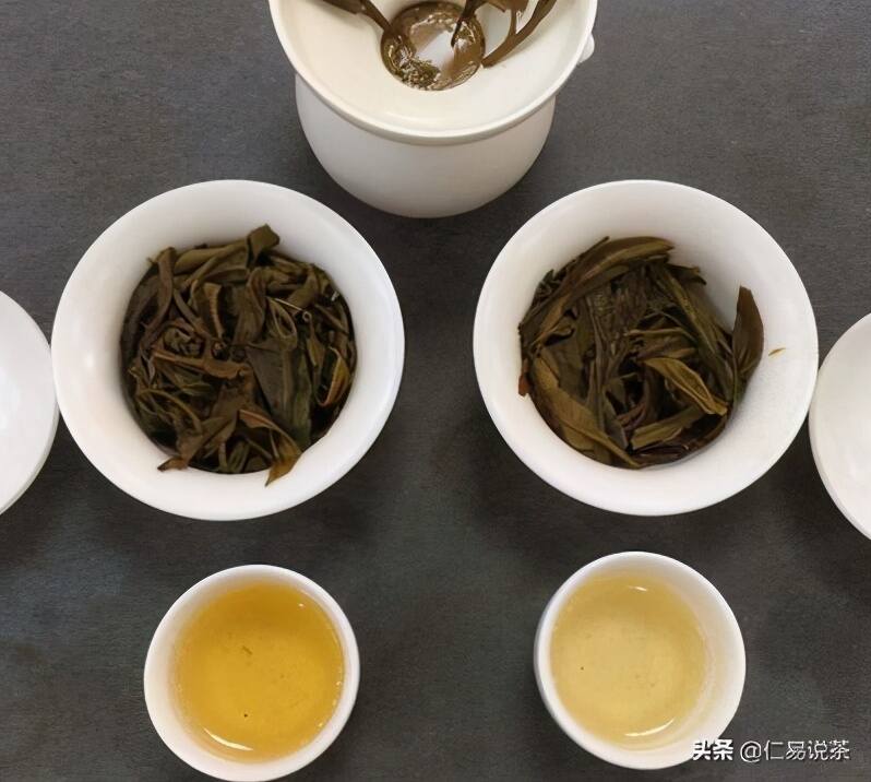 普洱茶实战干货分享，叶底是否能看出树龄与茶区的不同？
