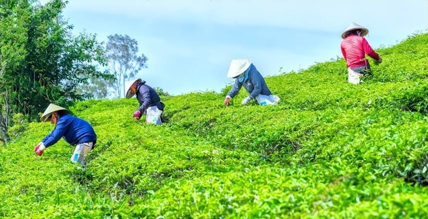 茶山人流锐减、茶城冷清，茶行业的寒冬来了