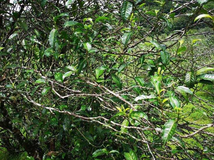现存古茶树最多的寨子——坝糯，普洱茶真的是勐库茶山的代表吗？