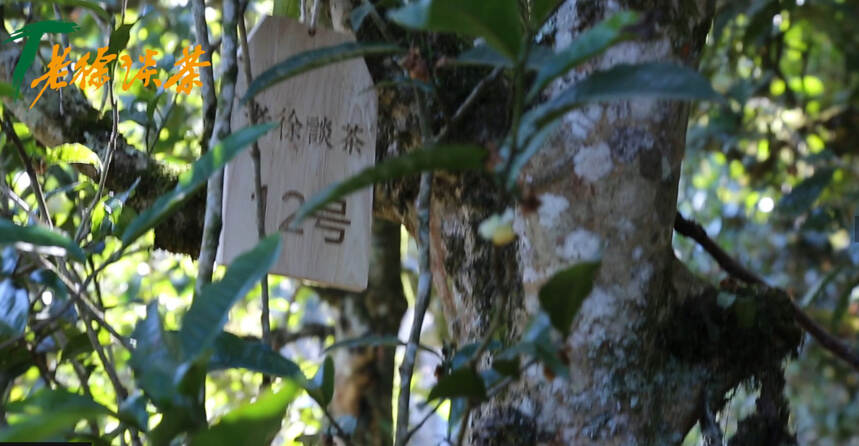 《老徐谈茶》特别节目：烂石中的古茶树，11—20号树已定！—图文