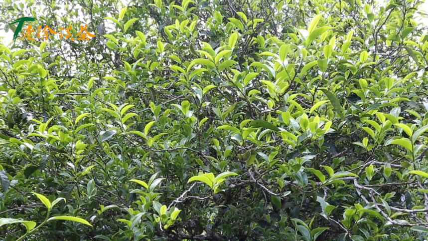 老徐谈茶特别节目：紫芽古树单株树龄大，长势不错！滋味会如何？
