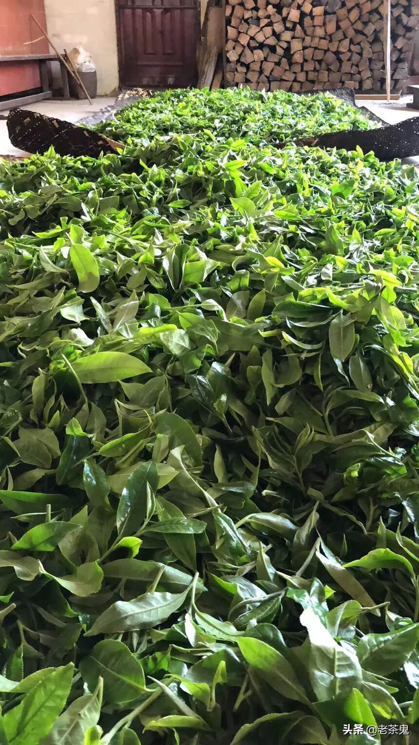 今春普洱茶原料“减产”，价格到底是涨是跌？