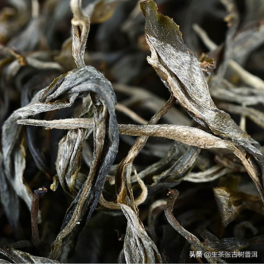 生茶张解读：“易武新贵”薄荷塘普洱茶特点，及古树茶现状如何？