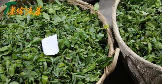 《老徐谈茶》第135期：今年普洱茶的产量究竟是什么情况？—图文