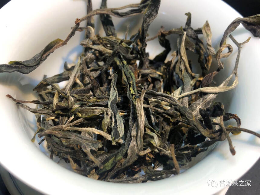 临沧南美古树茶，冰岛的郊区茶，树龄大却不贵的普洱茶找到了