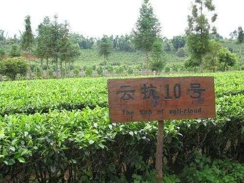老徐谈茶254：台地茶品种多，哪些适合做普洱茶，哪些适合做绿茶