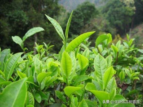 云南西双版纳境内的7大茶马古道，其普洱茶口感滋味怎么样？