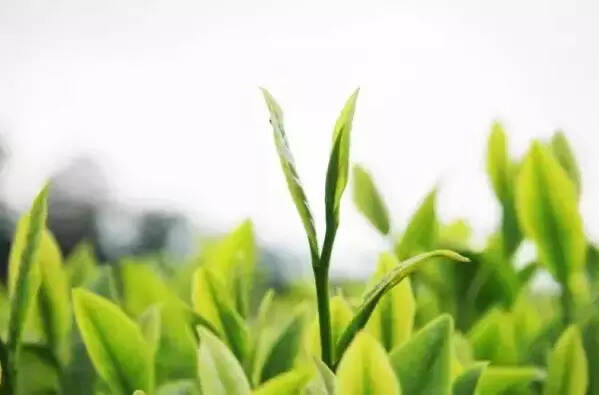 2017年普洱茶消费市场将迎来爆发性增长
