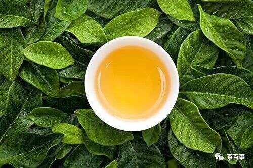 解密茶叶中的重要元素——茶多酚