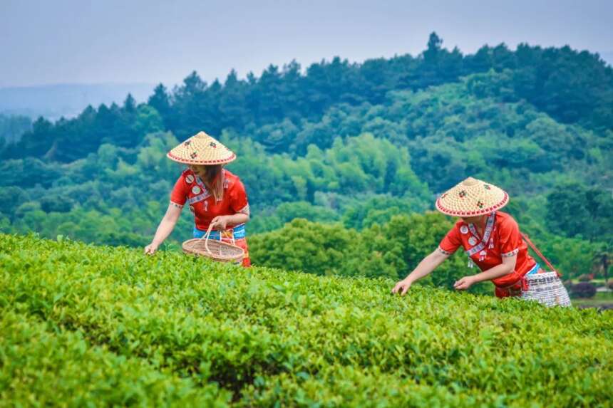 老徐谈茶270：云南的茶检测表现好！和生长环境、茶农养护有关？