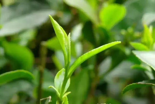 八大最具发展潜力的普洱茶企业，即将改写普洱茶江湖