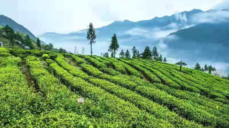 2021年中国茶叶产销形势报告