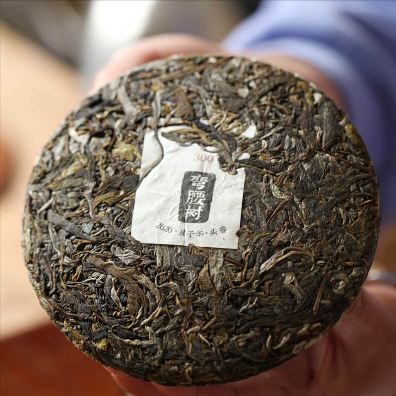 倔强的临沧茶——弯腰树，以茶质对抗名气，口感完胜班章冰岛