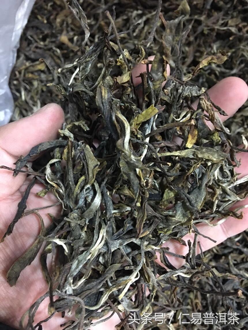仁易说茶：天然健康无污染的古树普洱茶你会辨别么？