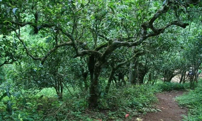 勐海茶厂87绿大树当初是用来抵债的普洱茶，冲抵百万