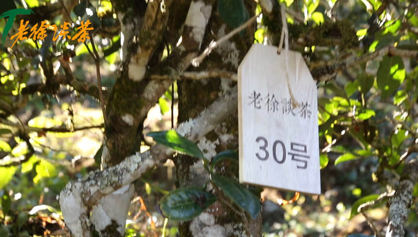 老徐谈茶119：临沧40棵古茶树挑选收官，滋味春茶见分晓——图文